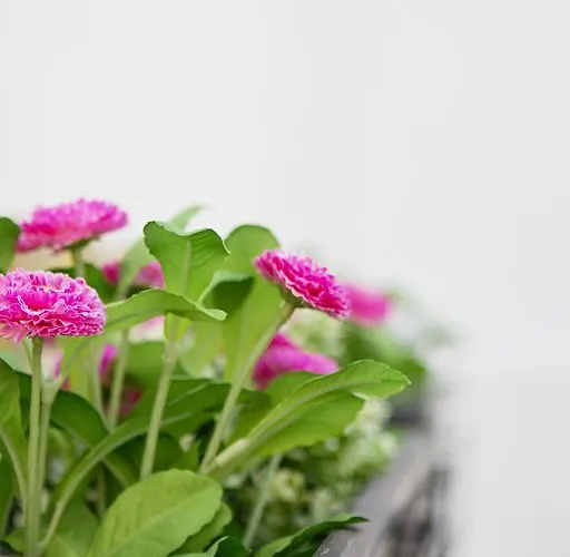 Mystay Bolhao פורטו